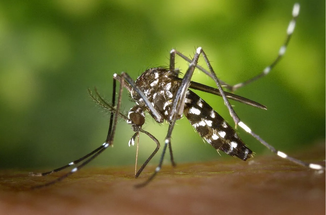 Santé. Montpellier : deux cas de dengue sur des personnes n'ayant pas voyagé récemment