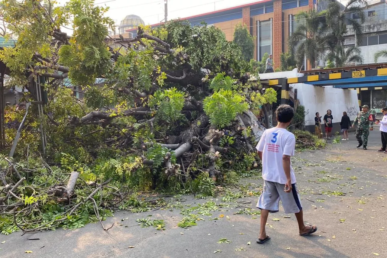 Damkar selamatkan pemuda 28 tahun saat tertimpa pohon kedondong