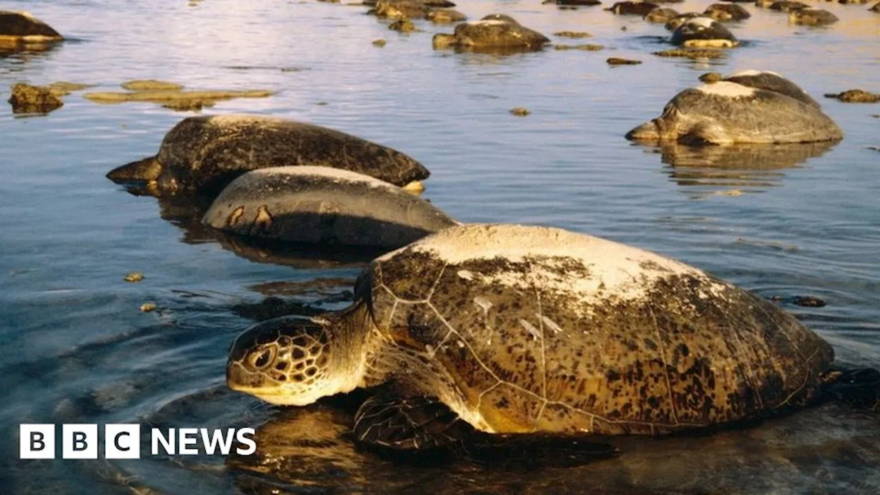 Planet Earth III magnificent but horrifying, say reviewers