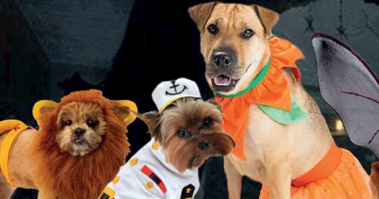 Derry to host howling success as hundreds of dogs set for early Halloween walk