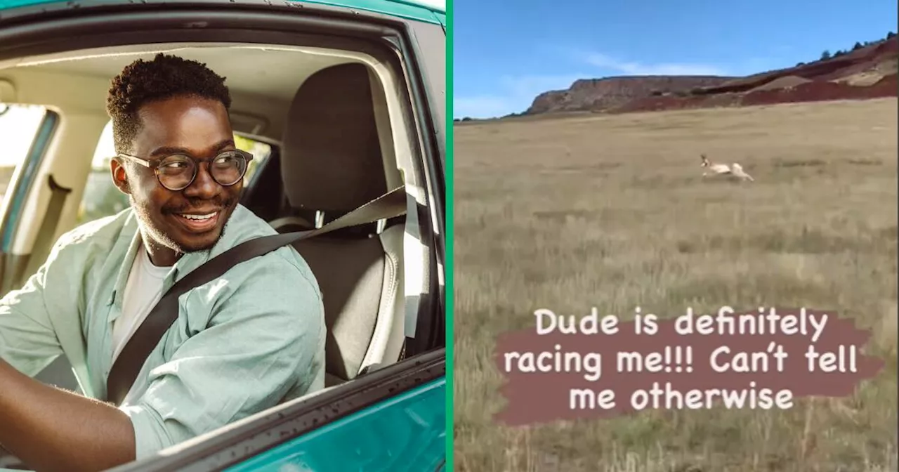 South African Man Races Springbok in Car: TikTok Video Has Mzansi People Laughing at Wild Chase