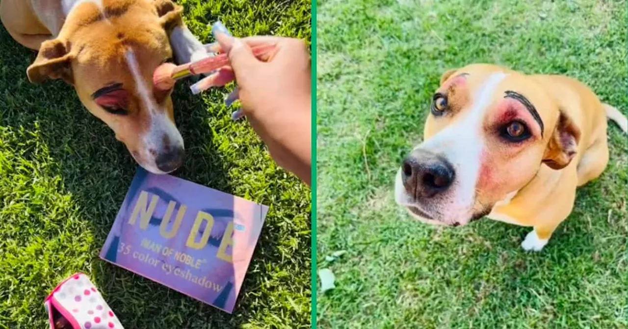 South African Woman Hilariously Applies Makeup to Dog in Viral TikTok Video Leaving Netizens Amused