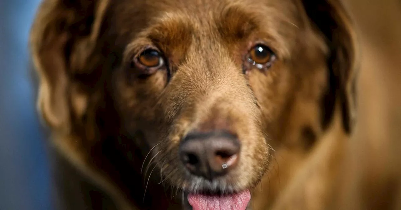 Bobi, the world's oldest dog, dies at 31