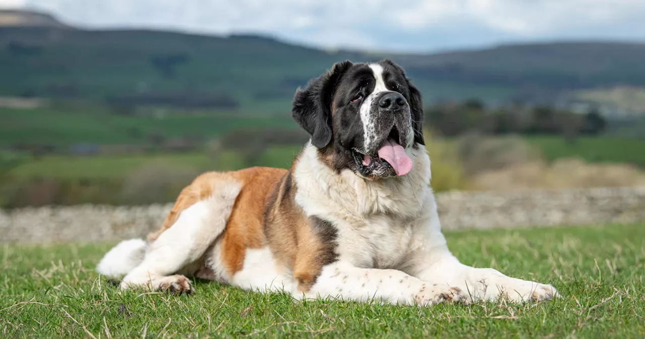 Is pet insurance worth it for large breed dogs?