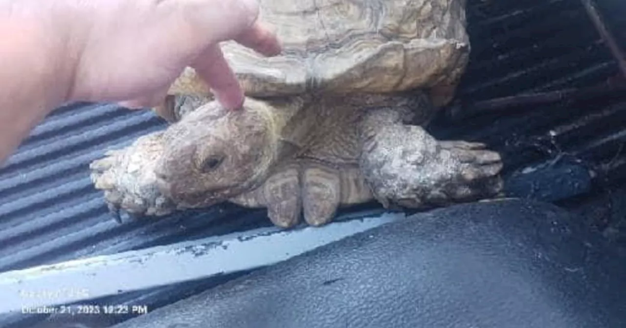 'Unusual tortoise' found in Florida identified as 'escape artist' pet that went missing in 2020