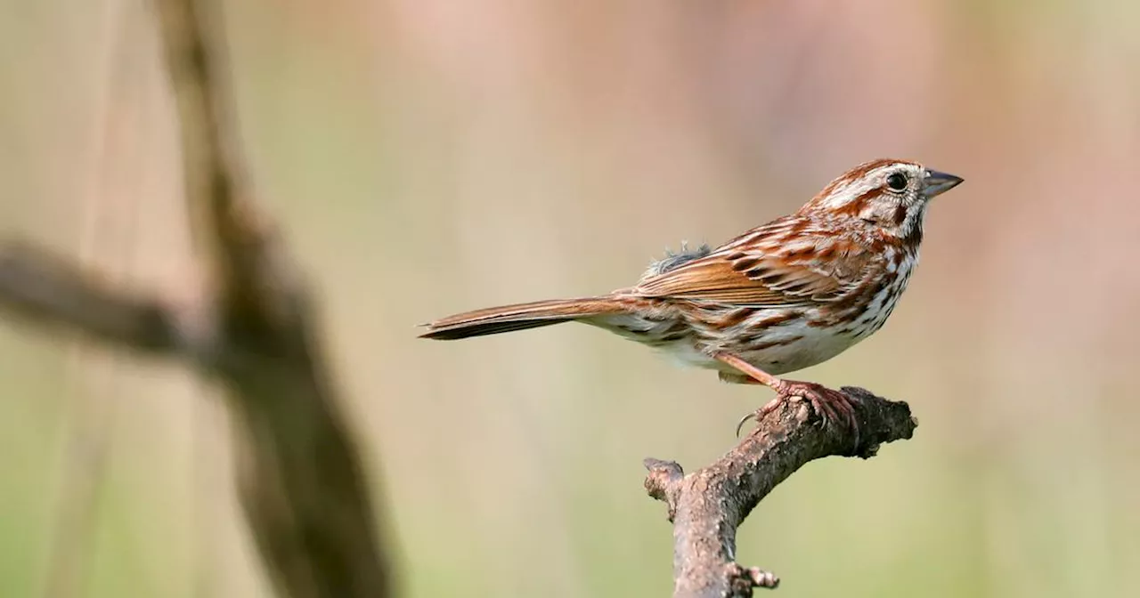 Chicago Audubon Society changes name to Chicago Bird Alliance, distancing chapter from problematic namesake