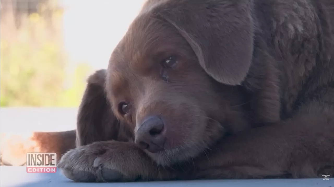 Bobi, le plus vieux chien du monde, est mort après la grande fête organisée par ses maîtres pour son anniversaire