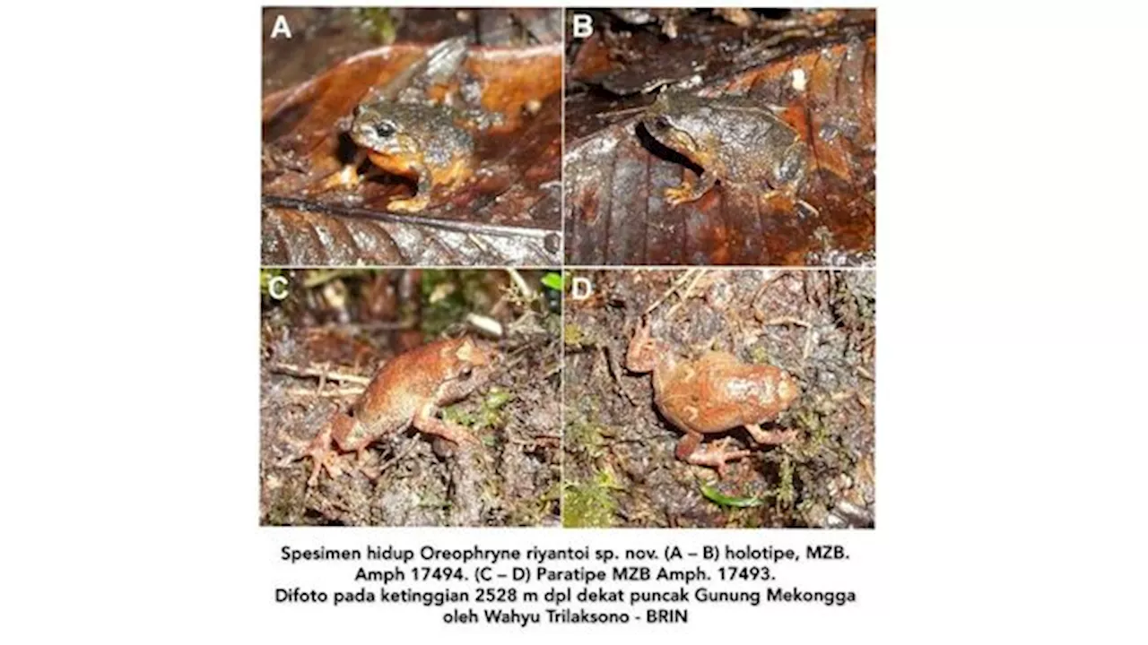 Spesies Baru Katak Ditemukan di Sulawesi, Punya Nama Corak Jawa