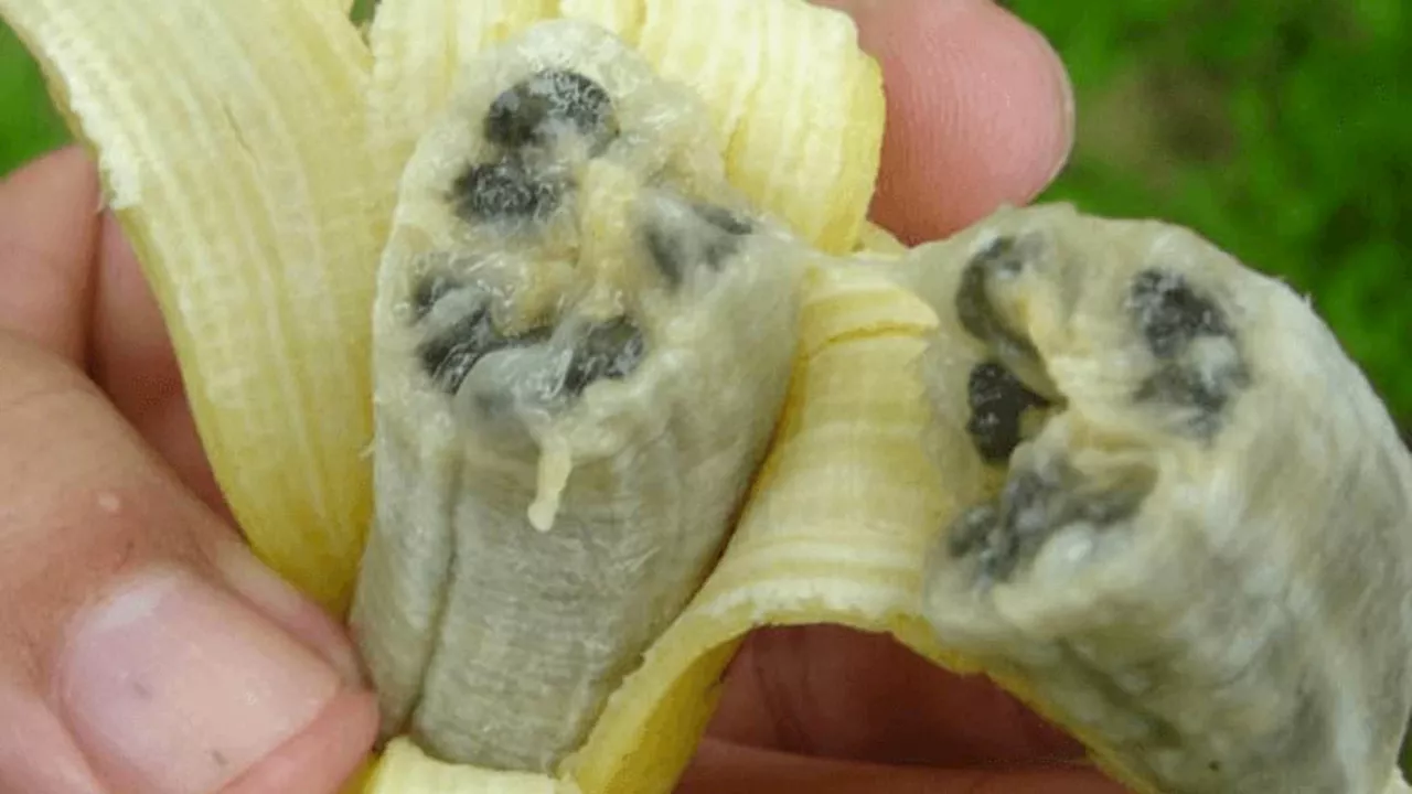 Scientists warn Cavendish bananas could go EXTINCT as 'catastrophic' fungal disease is about to wipe...