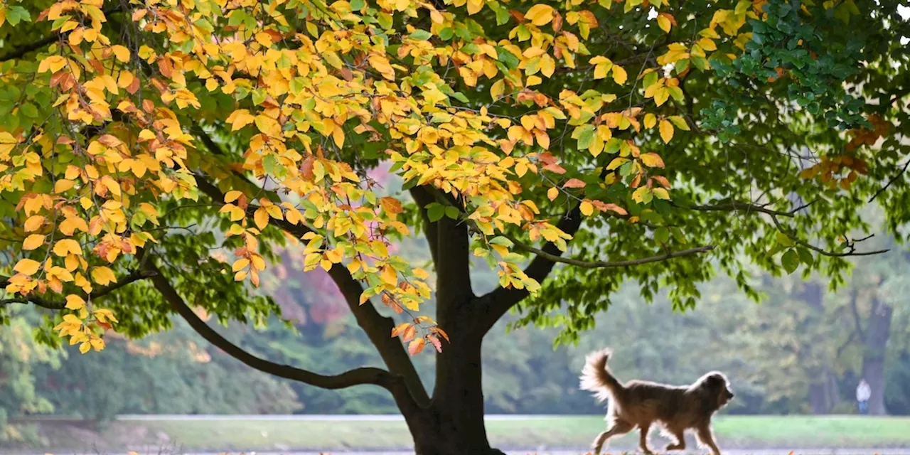 Der älteste Hund der Welt ist tot - Bobi wurde stolze 31 Jahre alt