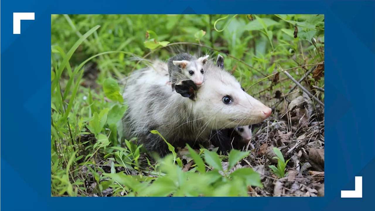 Township tells West Shore Wildlife Center to relocate by end of 2023; fundraising effort launched