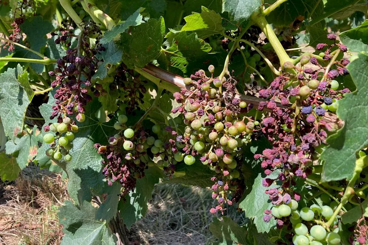 Mildiou dans les vignes : une aide individuelle pour les viticulteurs les plus touchés