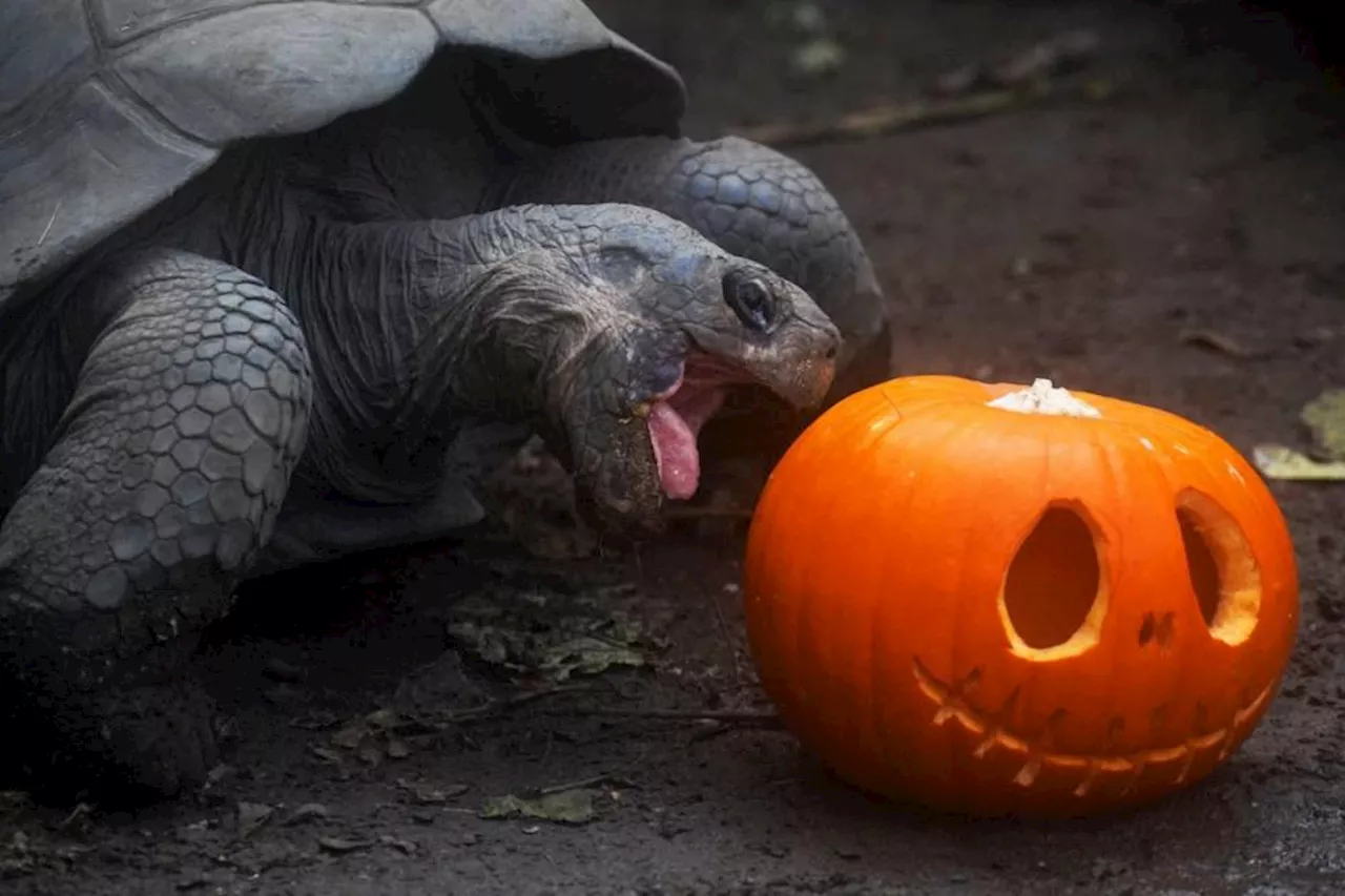 In Pictures: London Zoo animals celebrate Halloween with pumpkin treats