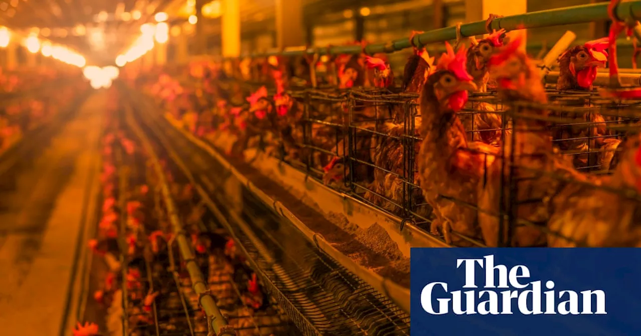 Lobby groups fought ‘hard and dirty’ against EU ban on caged farm animals