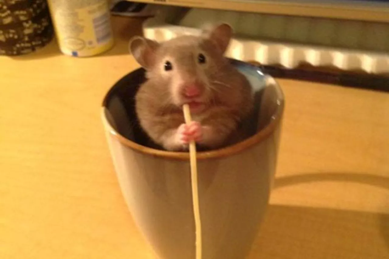 Do You Want A Hamster With Those Noodles? The Cutest Thing You’ll See All Day