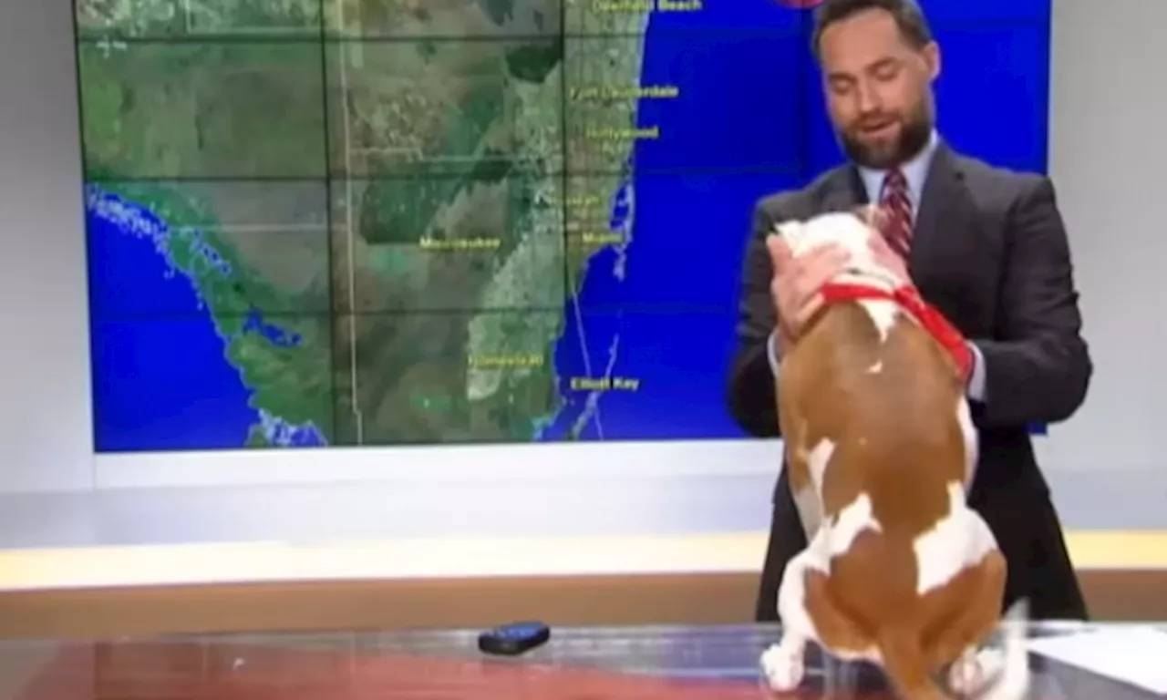 WATCH: Bulldog Hijacks A Live Forecast. Nobody Cares About The Weather Anymore.