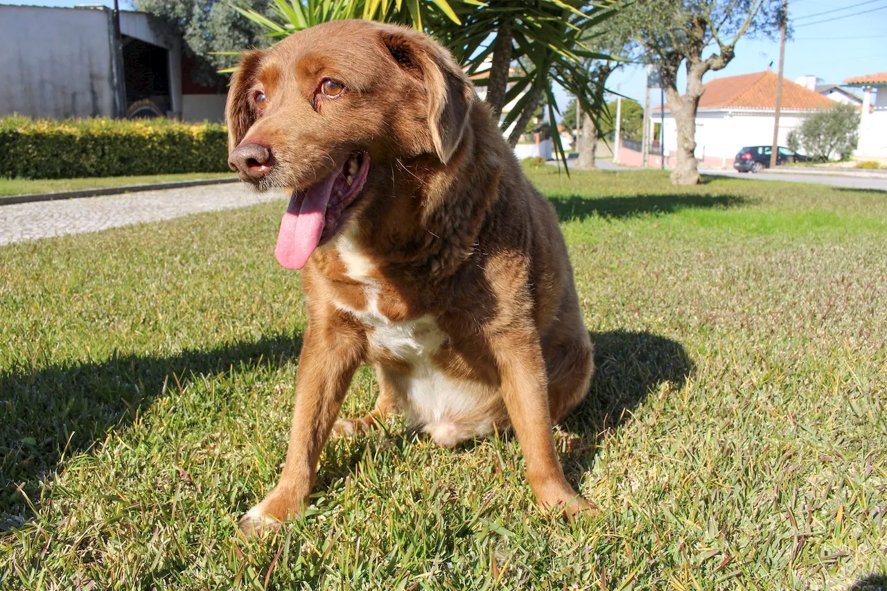 Der älteste Hund der Welt starb mit über 31 Jahren