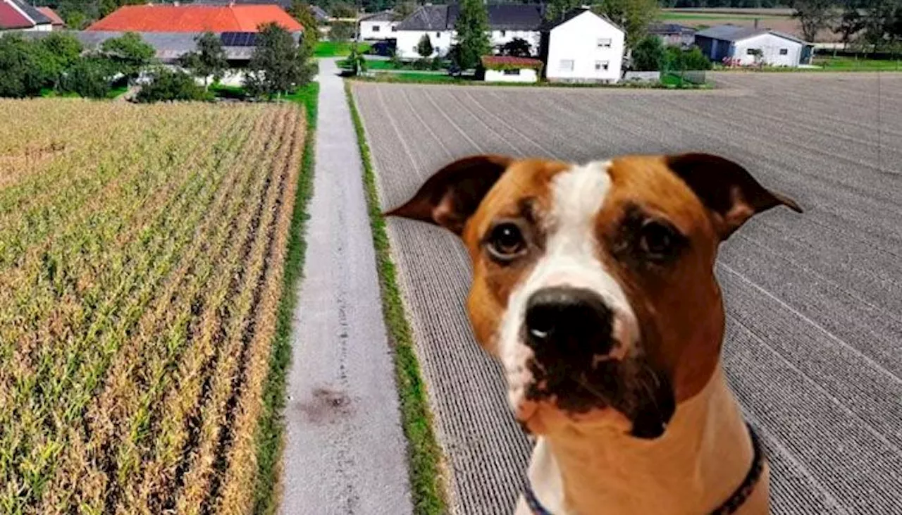 Killer-Hund Elmo – nun kommen neue Details ans Licht