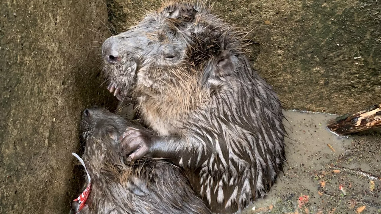 Pair of beavers saved from drowning in Somerset storm drain