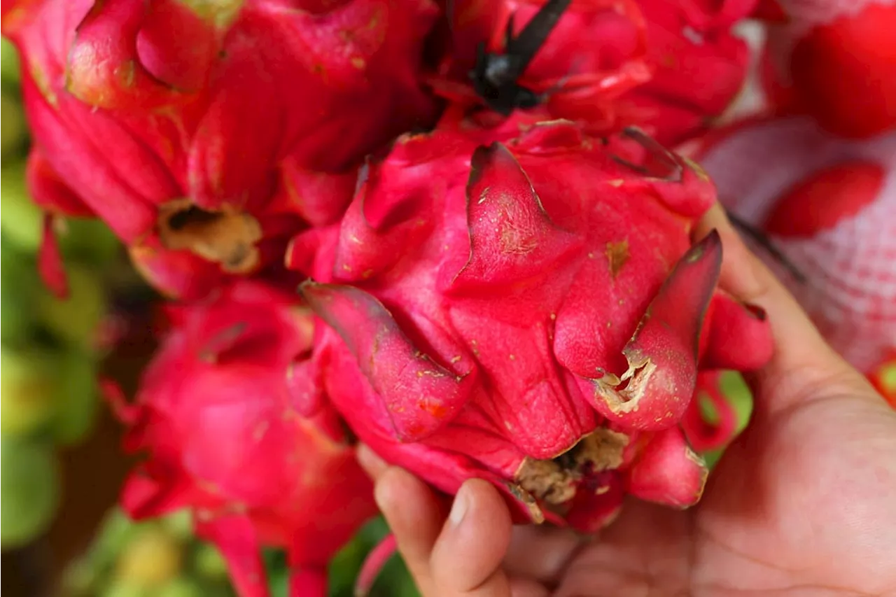 3 Manfaat Buah Naga, Turunkan Risiko Serangan Penyakit Kronis Ini