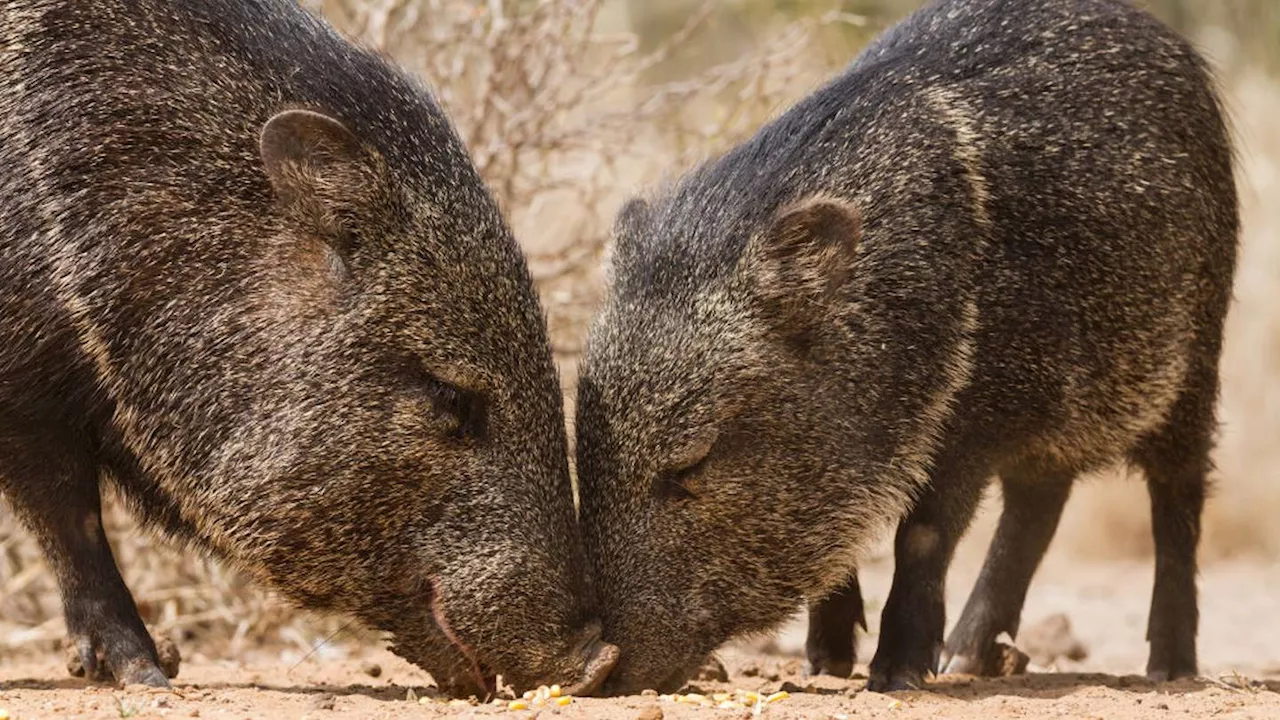 Rough shape: Herd of javelinas damages Arizona golf course