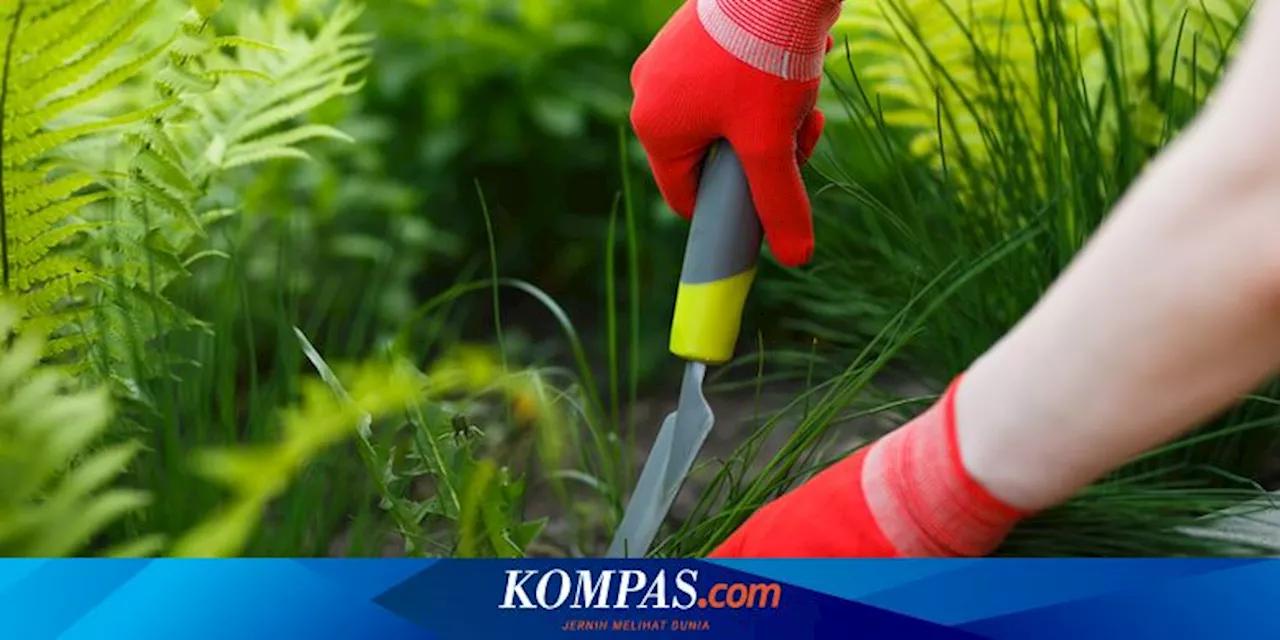 Cara Mengendalikan Gulma di Kebun Sayur Tanpa Herbisida