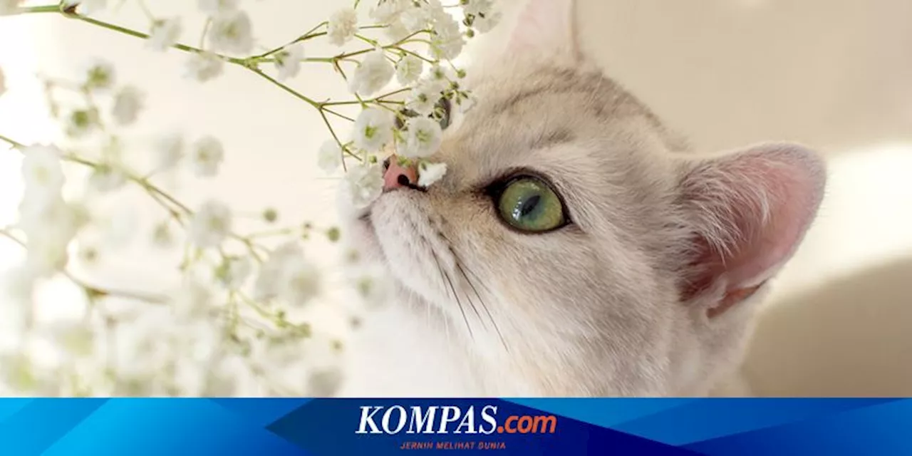 Wajib Tahu, Ini Aroma yang Tidak Disukai Kucing