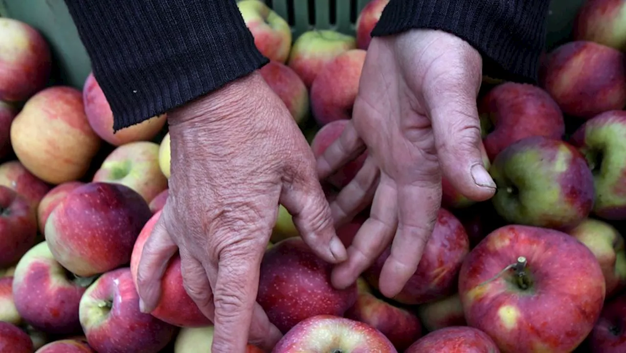 Venez presser vos propres jus de fruits le samedi 28 octobre à Astaffort