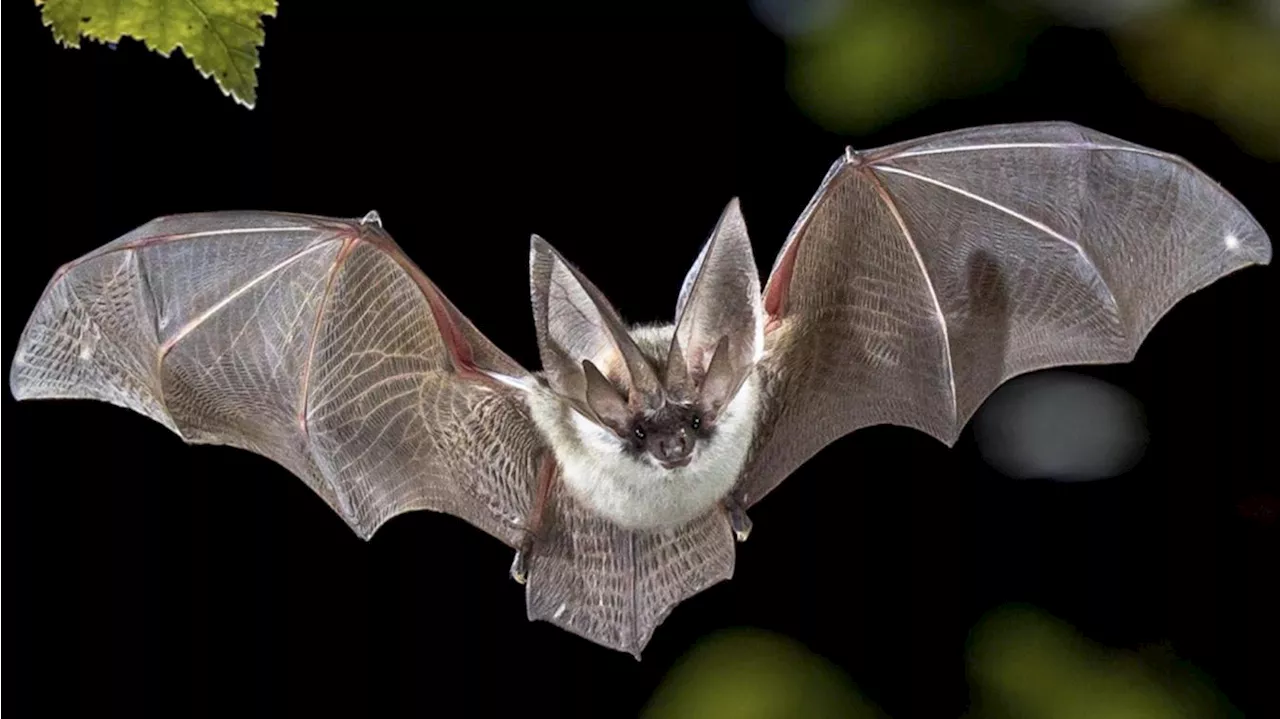 Fort-Mardyck : pour Halloween, Bio-Topia fait découvrir la «Mystérieuse chauve-souris»