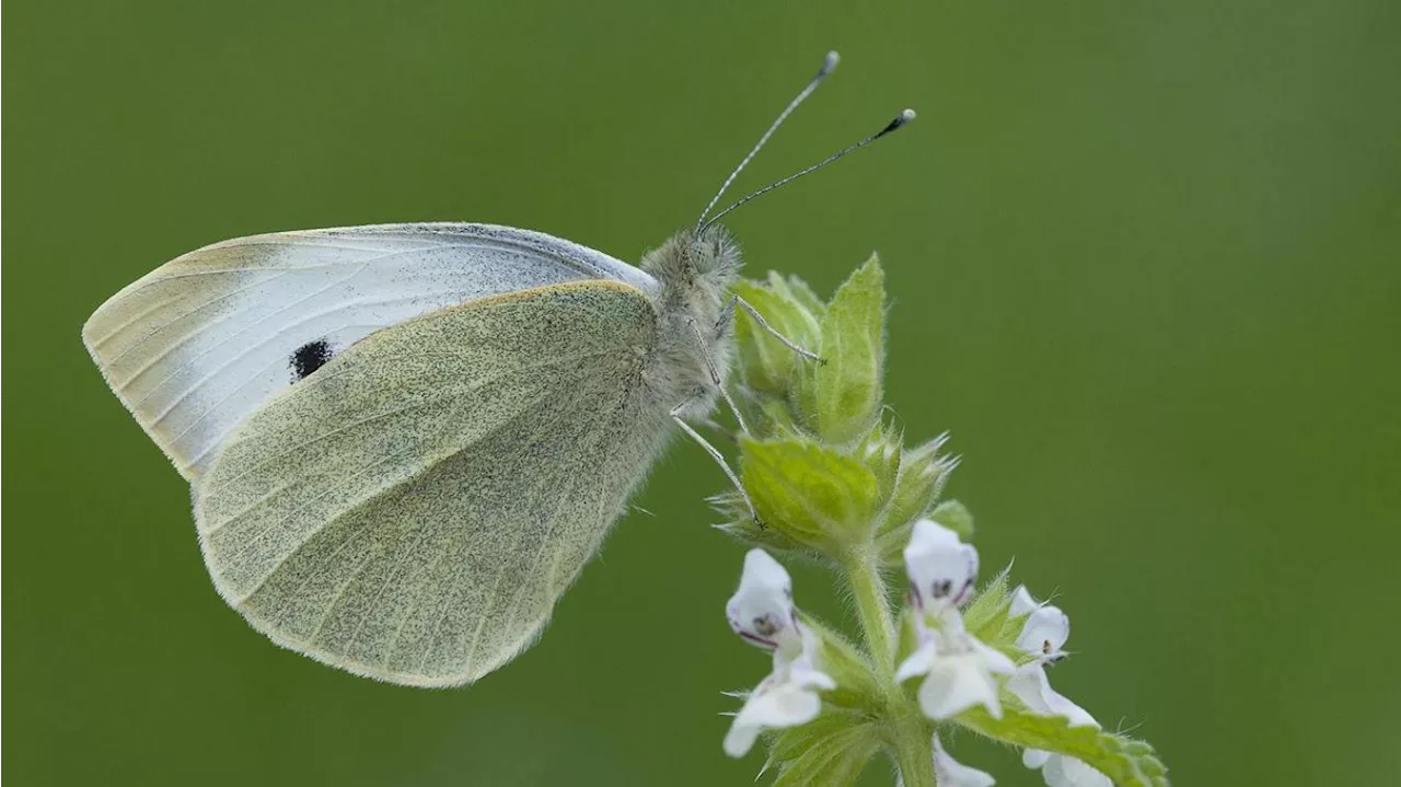 Pourquoi les papillons sont-ils aussi nombreux dans nos jardins cet automne ?
