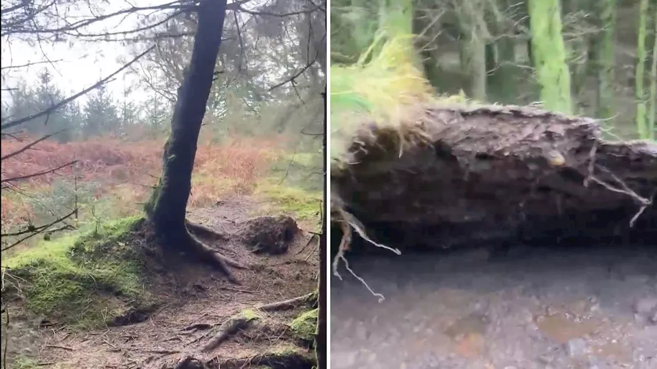 Forest floor 'ripples like the sea' as trees buffeted by strong winds in Storm Babet