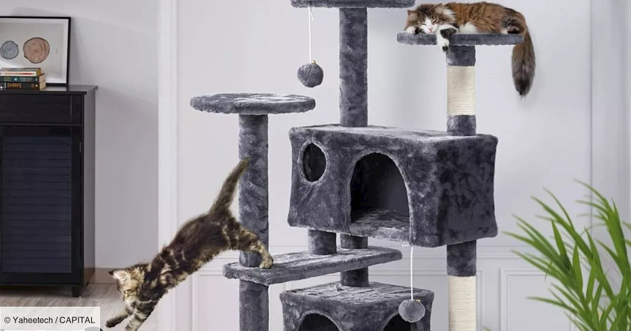 Cette double promotion Amazon fait considérablement baisser le prix de cet arbre à chat (durée limitée)