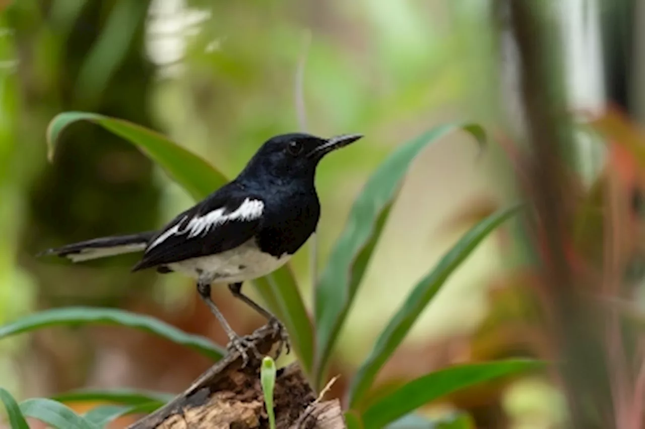 To find out how wildlife is doing, scientists try listening