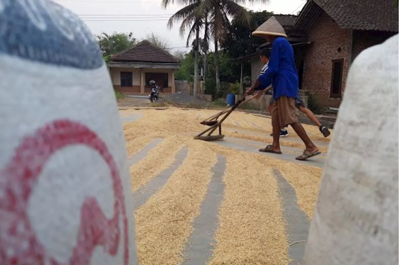 Panen, Harga Gabah masih Dihargai Tinggi