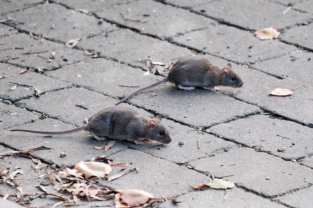 Chicago tops list of most rat-infested cities for 9th consecutive year