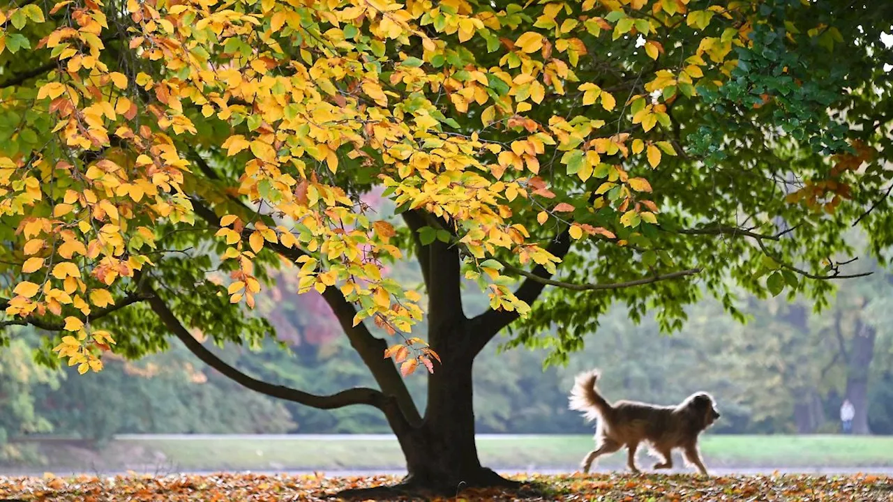 Berlin & Brandenburg: Wochenstart mit etwas Sonne und ohne Regen