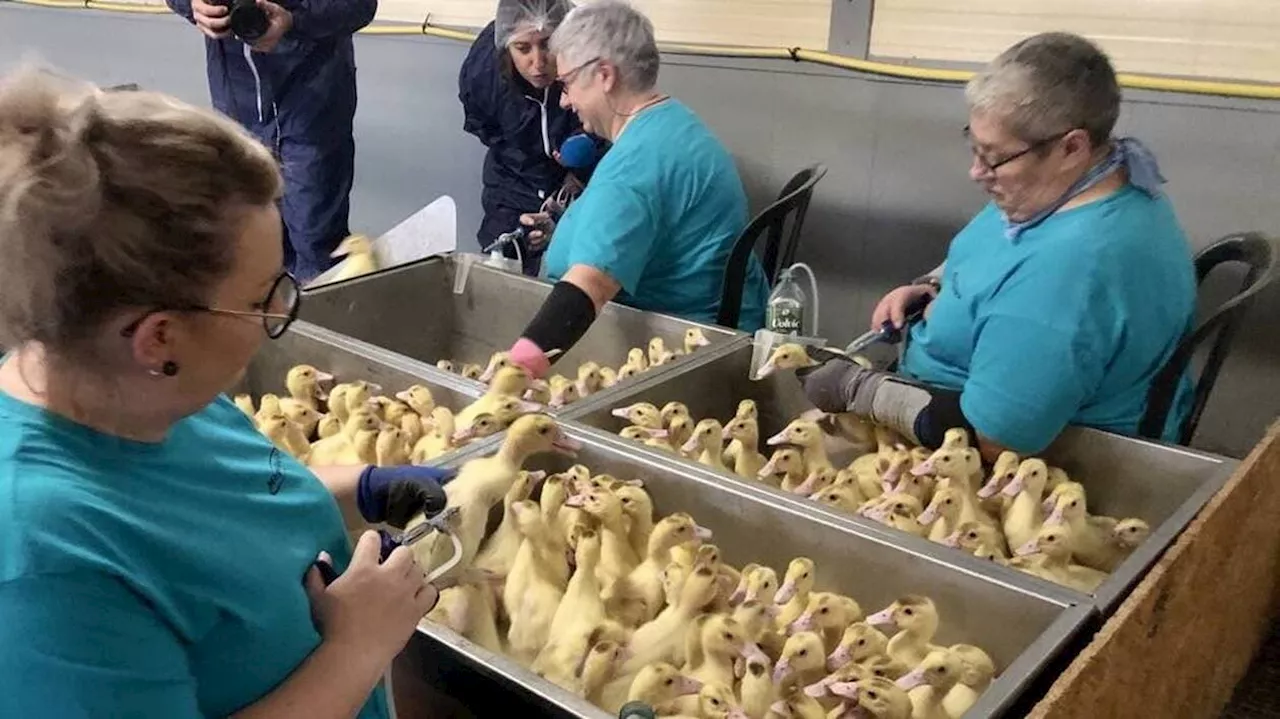 Influenza aviaire : les Deux-Sèvres en ordre de bataille pour la vaccination des canards