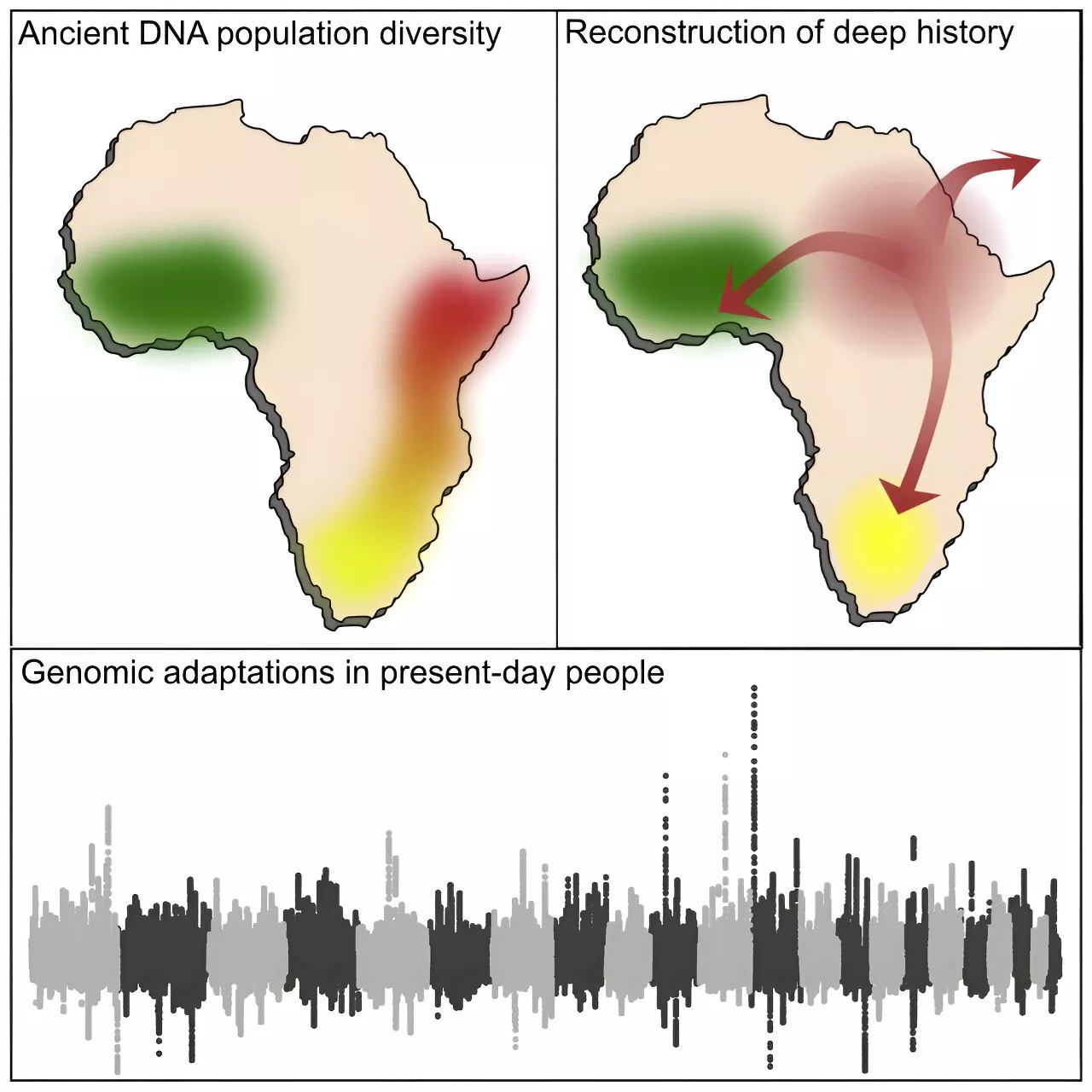 Ancient pots hold clues about how diverse diets helped herders thrive in southern Africa