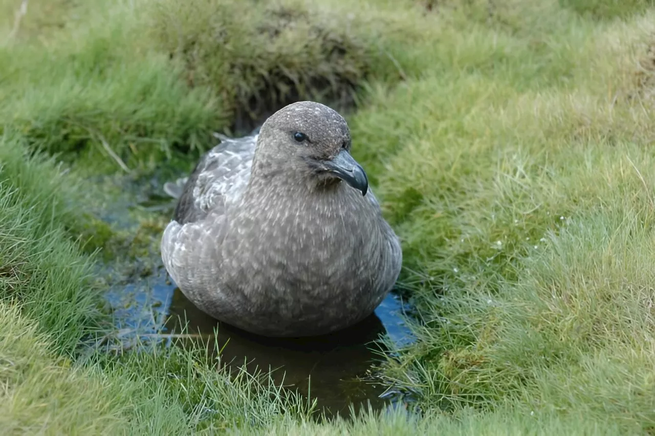 First confirmed cases of avian influenza in the Antarctic region