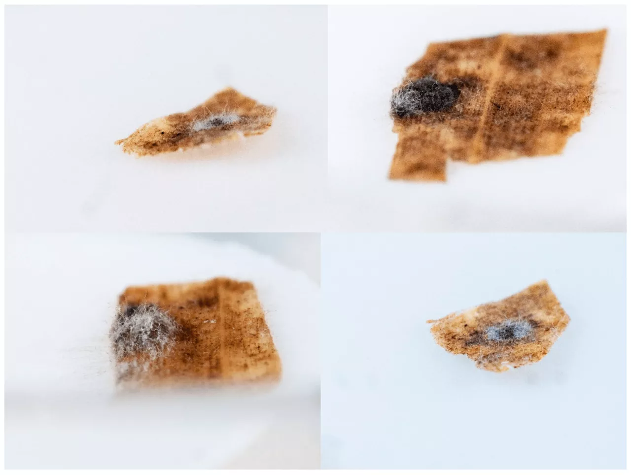 Microbial allies may help turn tables on tar spot fungus in corn