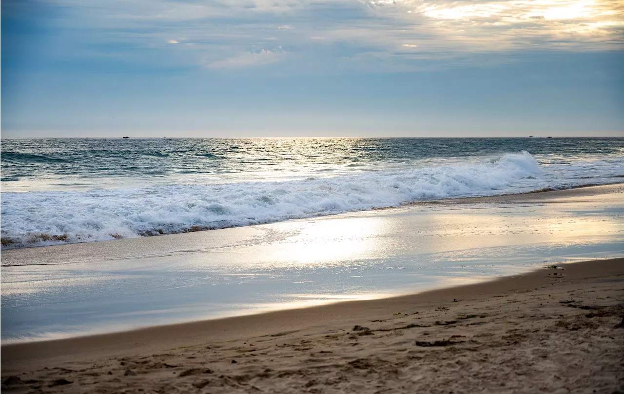 Pacific footballfish makes rare appearance on Orange County beach