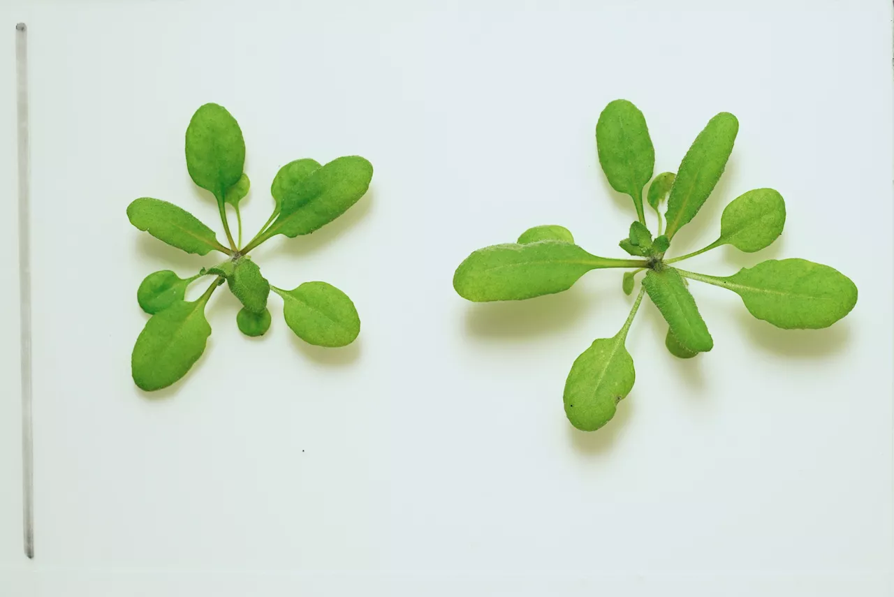 Scientists engineer plants to speak in color as environmental sensors for dangerous chemicals