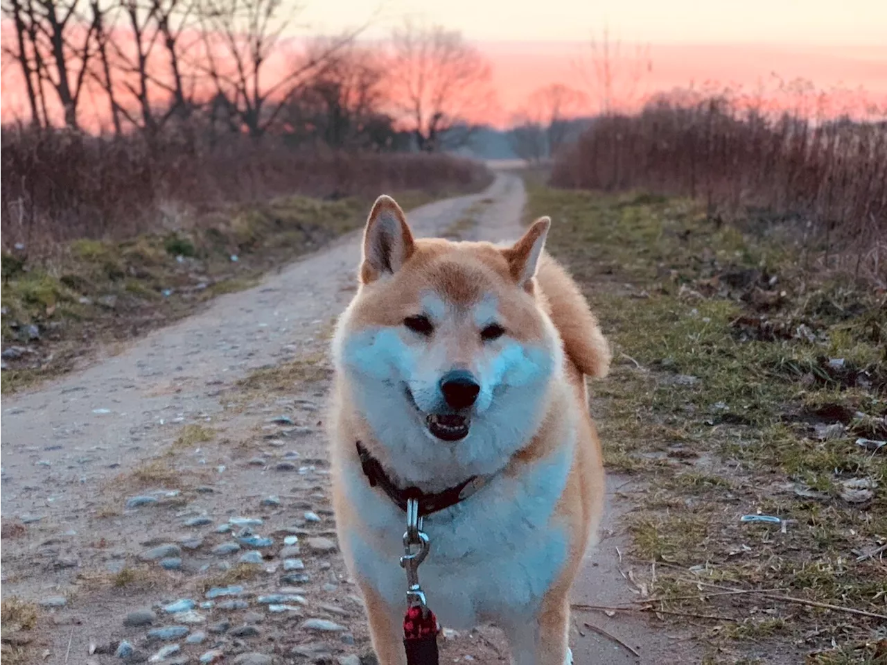 Skin and gut microbiome analysis offers new therapeutic perspectives on atopic dermatitis in Shiba Inu dogs