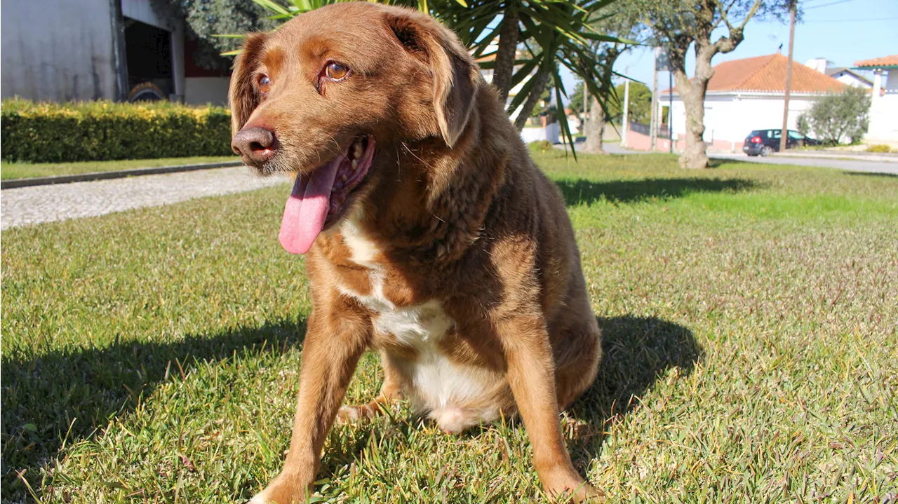 Ältester Hund der Welt verstorben: Bobi wurde 31 Jahre alt