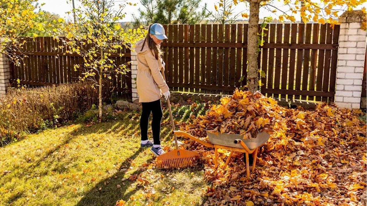 Laub, Äste und mehr entsorgen: Das ist im Herbst im Garten zu tun