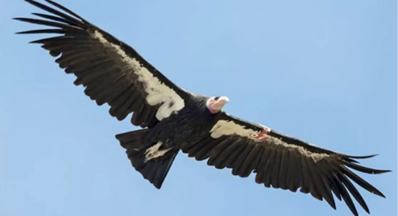 Bexar Audubon Society Monthly Meeting: California Condors