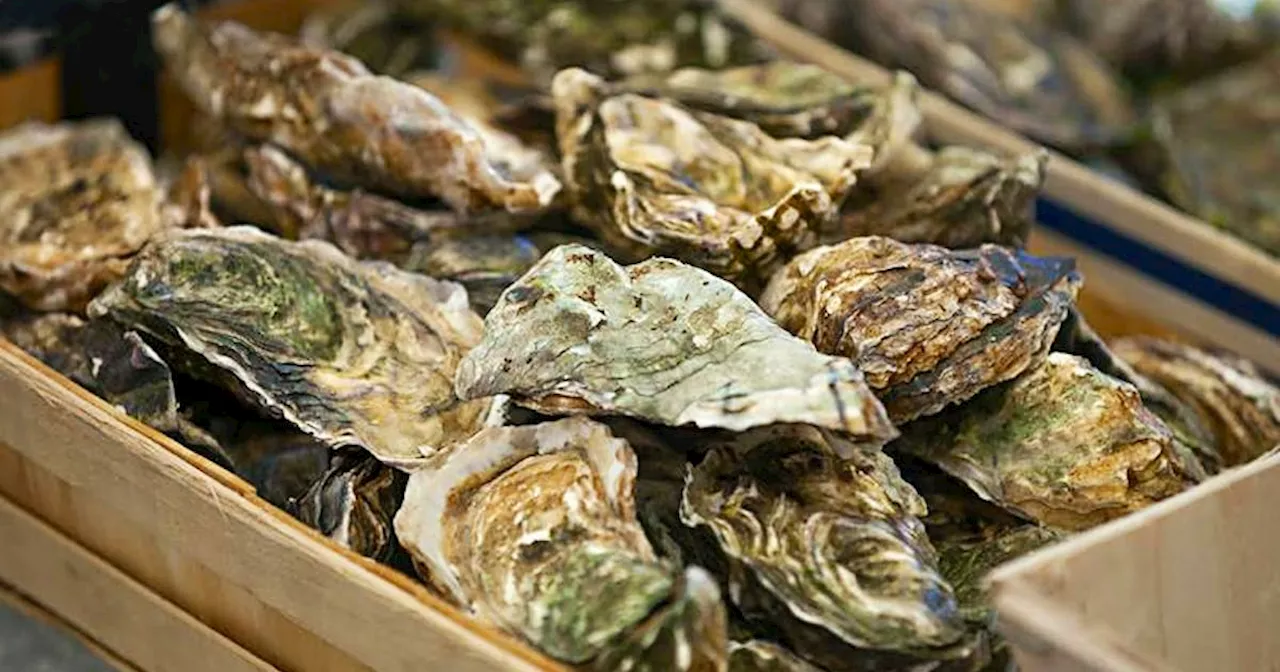 P.E.I. oysters recalled in the U.S. due to salmonella, E.coli concerns