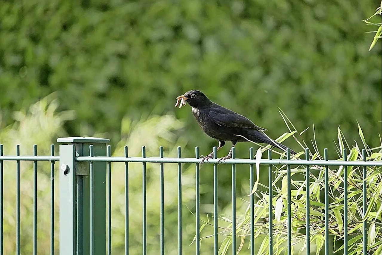 Der Gesang prägt den Nachwuchs