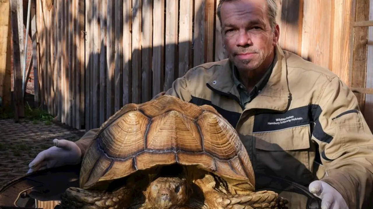 Notfälle: Riesenschildkröte ausgesetzt