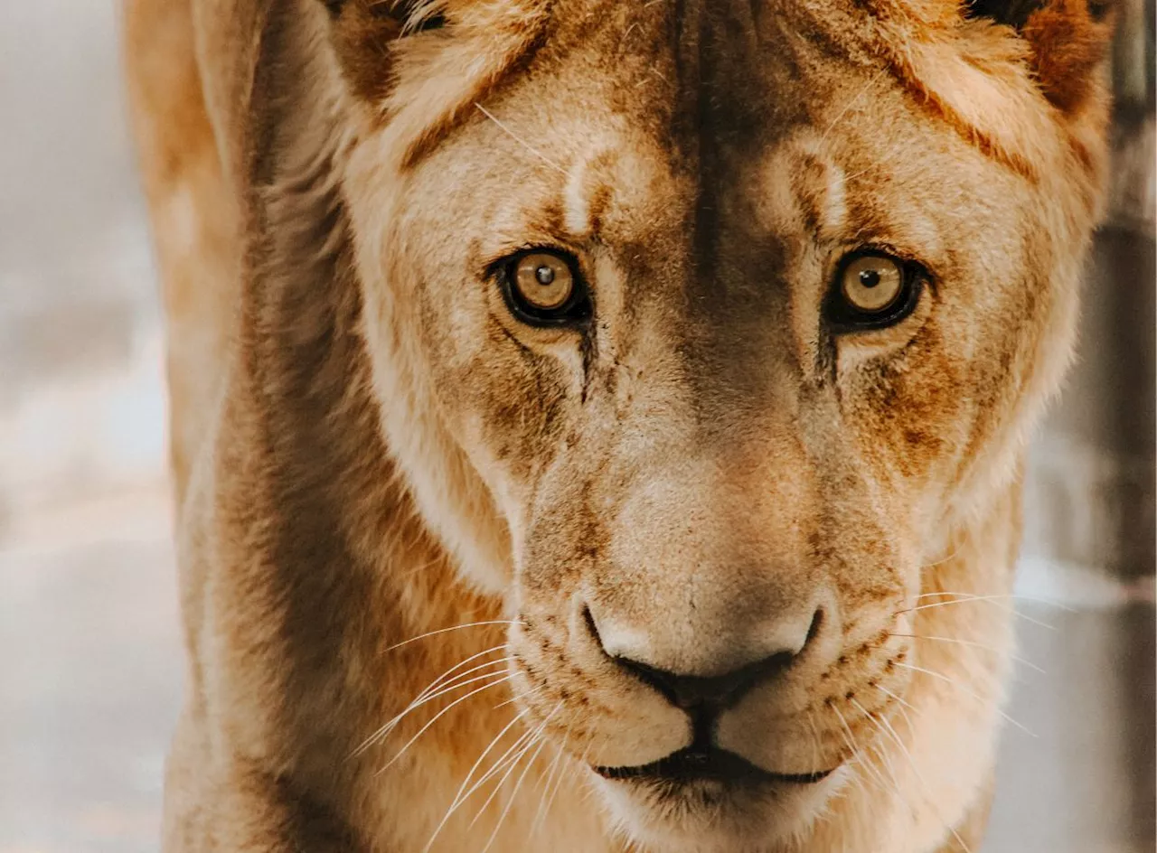 Bizarre Fight: Fearless dog takes on lioness and emerges unharmed (Video)